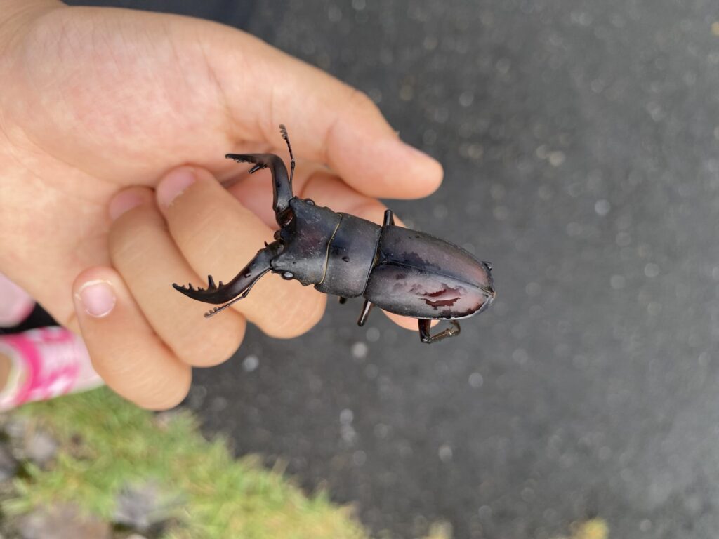 幼稚園の夏休みに虫取り