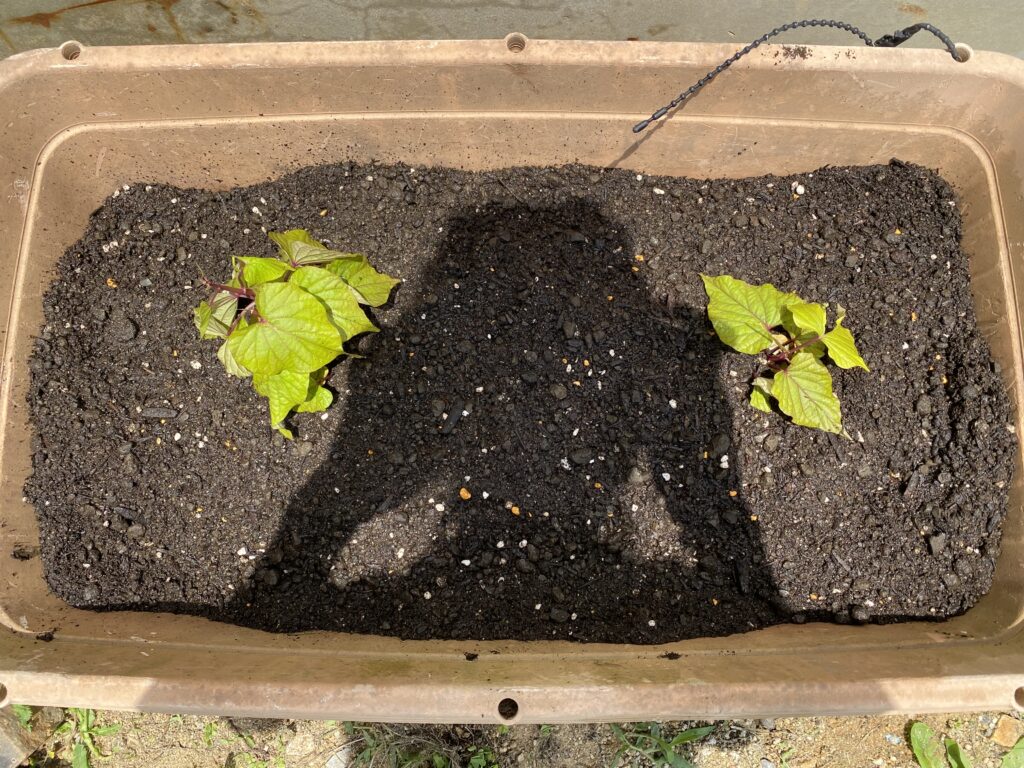 植えたばかりのさつまいも