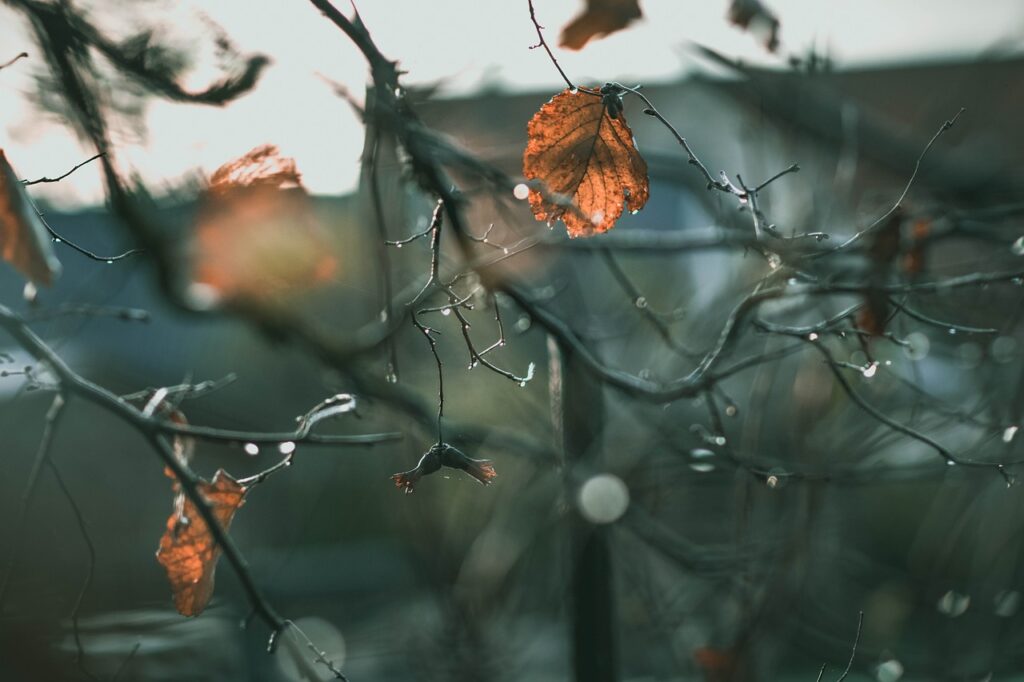 雨に濡れた木