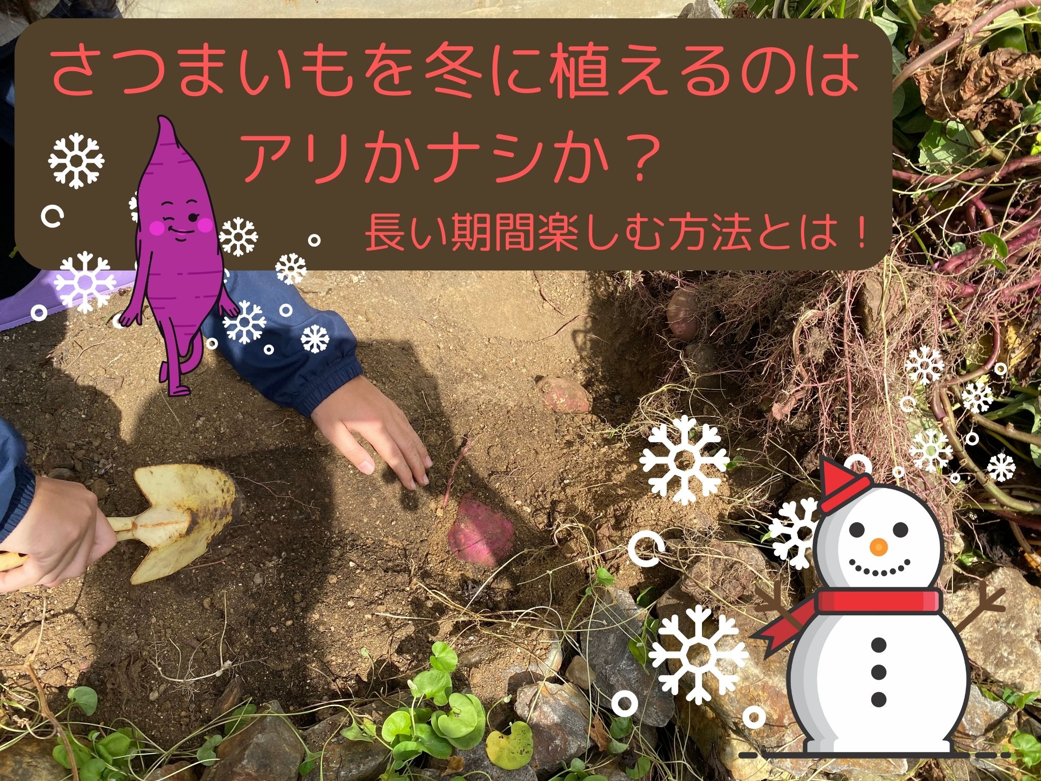 さつまいもを冬に植える