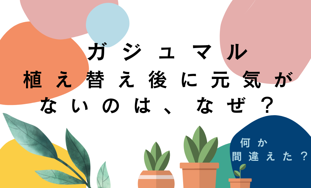 ガジュマルの植え替え後元気がない