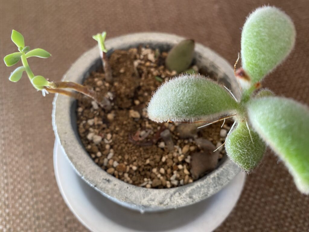 うちの多肉植物の気根