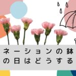 カーネーションの鉢植え雨の日は