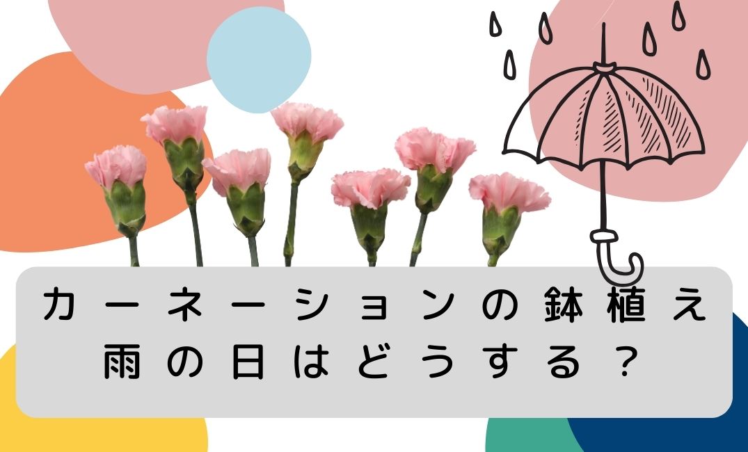 カーネーションの鉢植え雨の日は