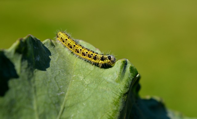 キャベツを食べる幼虫