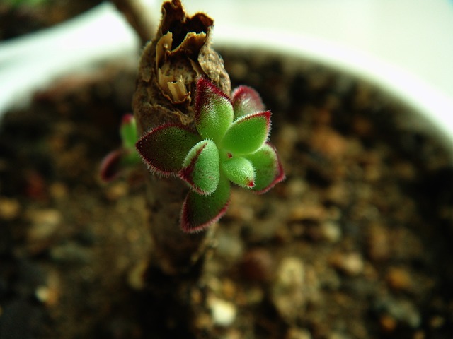 多肉植物の植え替え