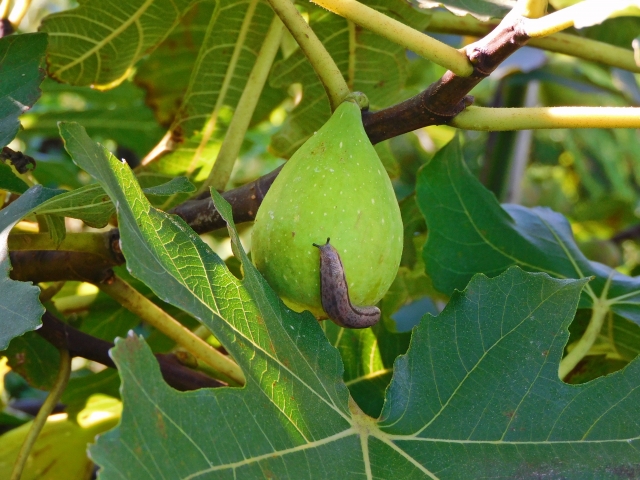 葉物野菜の虫食いがナメクジ