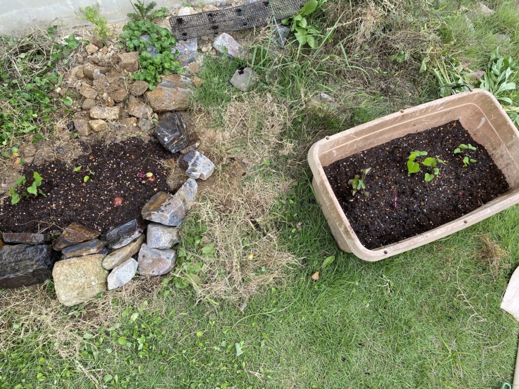 さつまいもは水耕栽培してから庭に植えよう