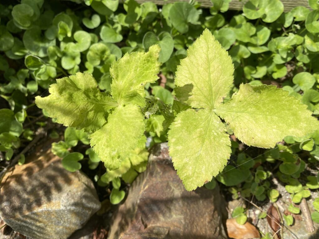 葉物野菜の虫食いは食べられる？我が家のミツバ