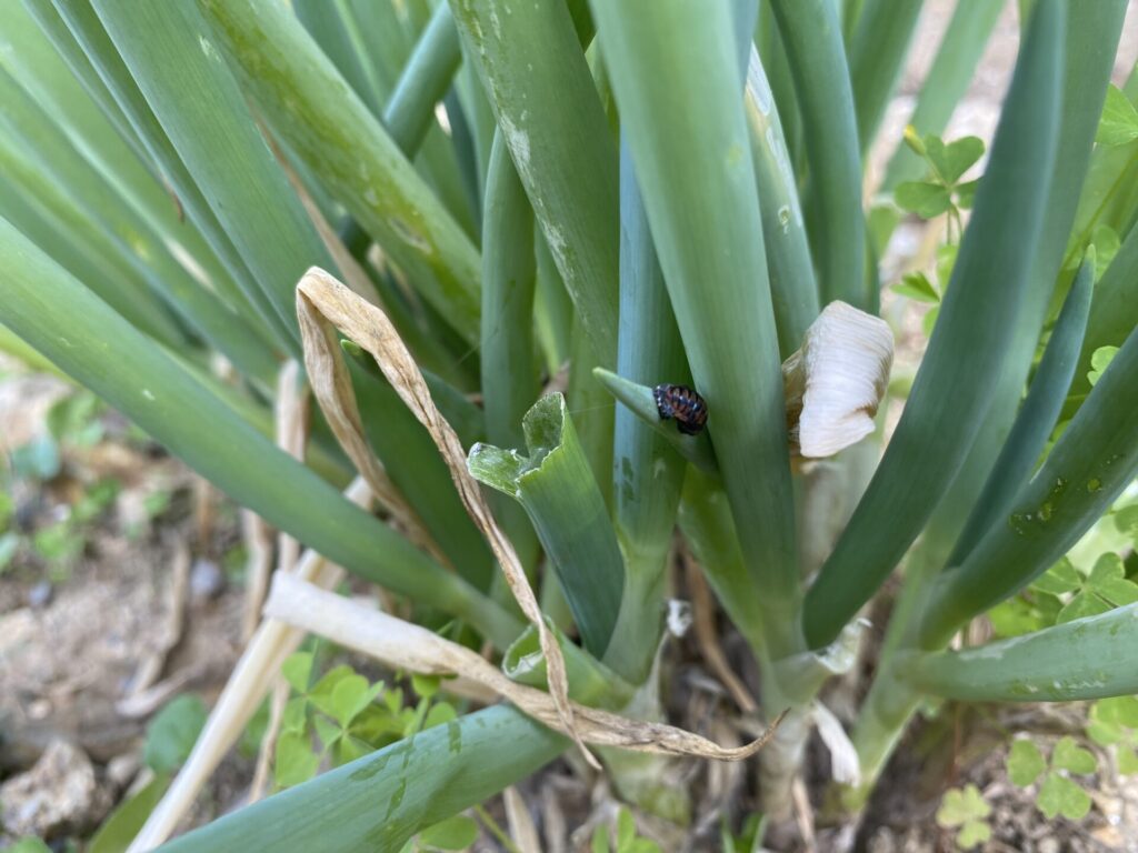 葉物野菜には虫食いがありがち