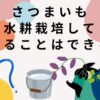 さつまいもは水耕栽培で食べることができるのか？