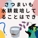 さつまいもは水耕栽培で食べることができるのか？