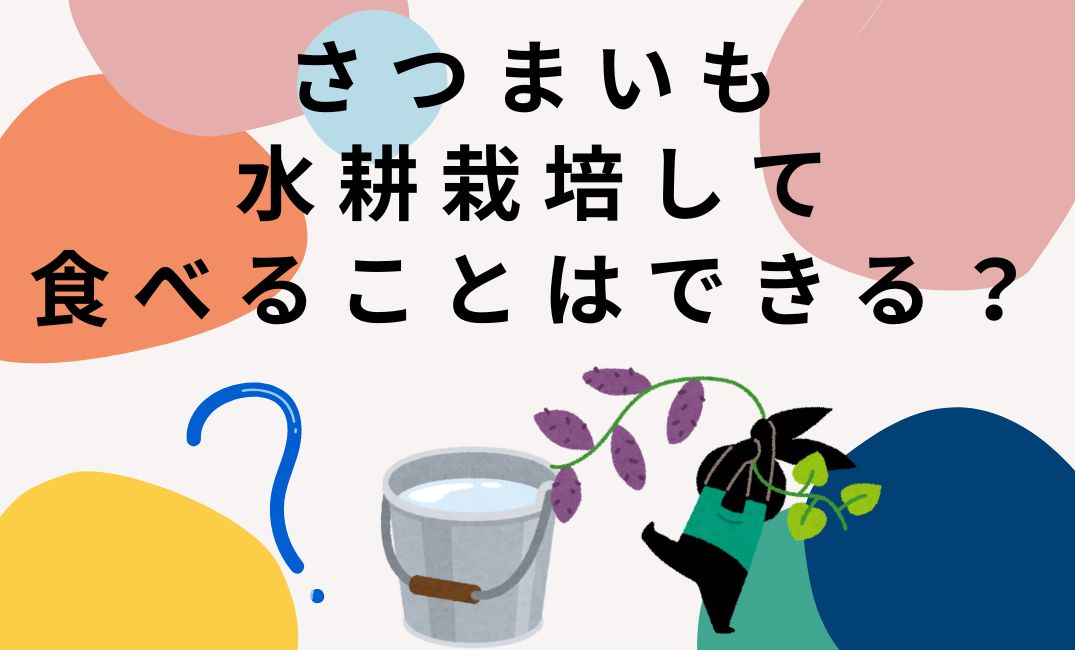 さつまいもは水耕栽培で食べることができるのか？