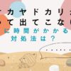 オカヤドカリが潜って出てこない？