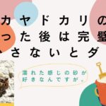 オカヤドカリの砂、乾かさないとだめ？