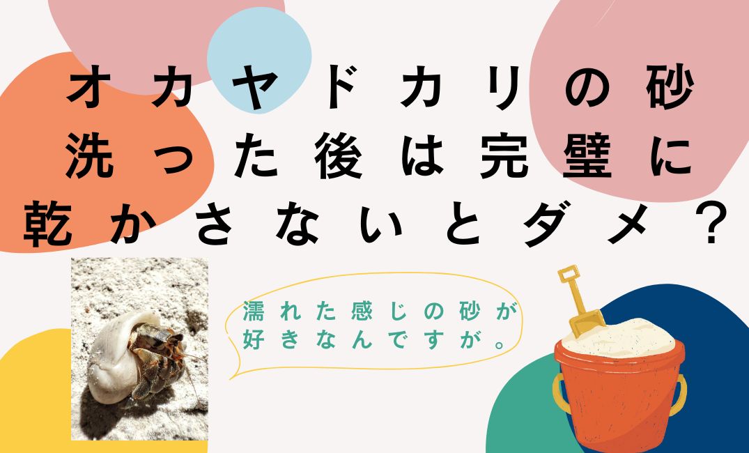 オカヤドカリの砂、乾かさないとだめ？