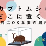 カブトムシの置き場所を風水的に考える