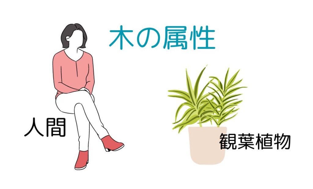 観葉植物と人間は木の属性