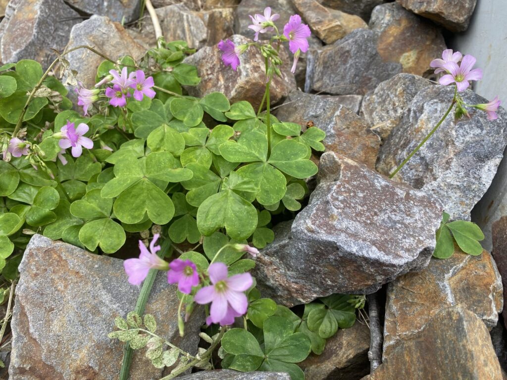 我が家に咲く雑草の花