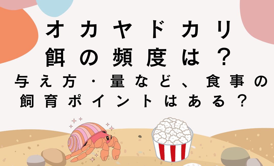 オカヤドカリの餌の頻度は？