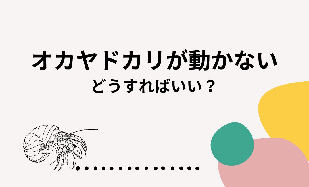 オカヤドカリが動かない時どうすればいい？