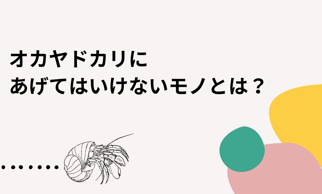 オカヤドカリにあげてはいけないもの？