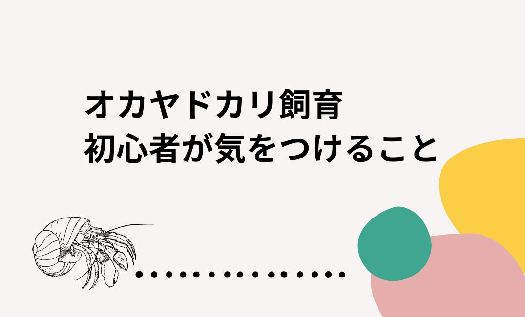 オカヤドカリ飼育の初心者が気をつけること