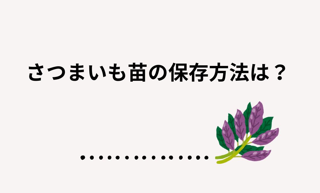 さつまいも苗の保存方法は？